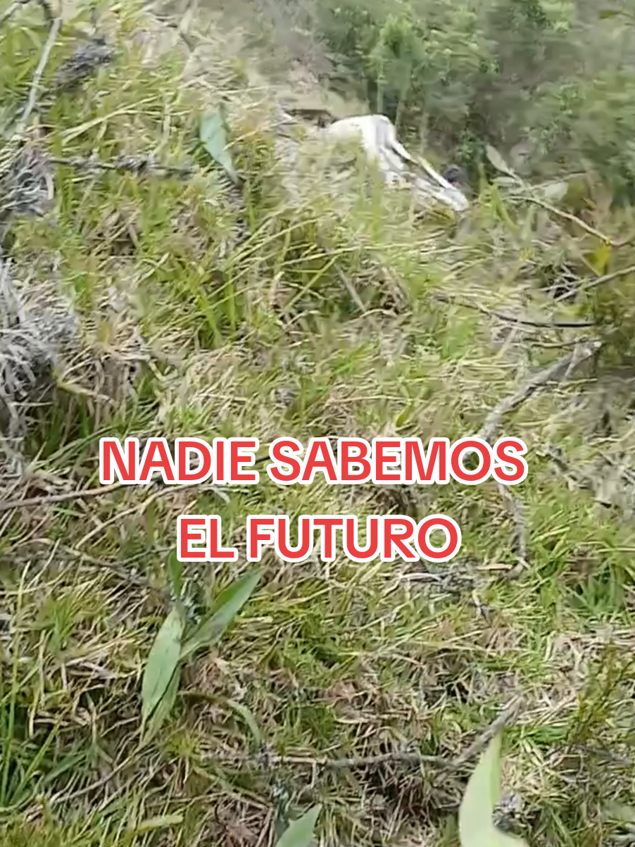 @Luis Escala