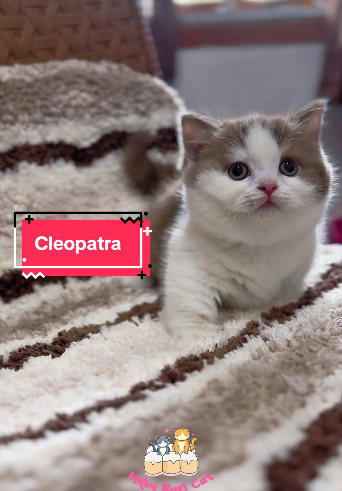 @milky bun cat