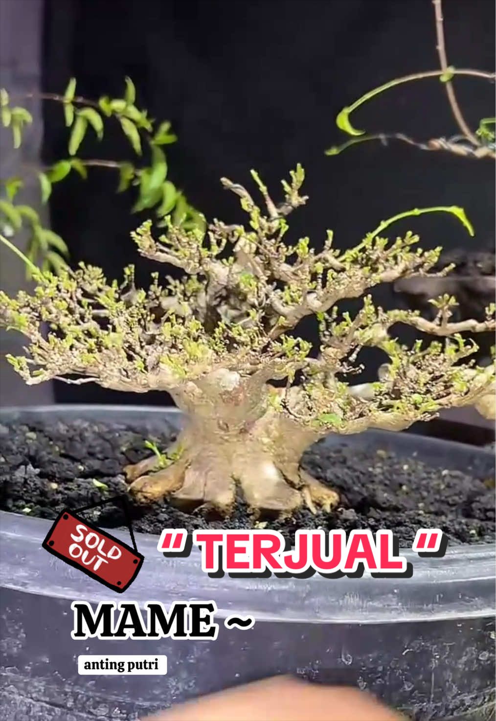 @warbonsai_purwodadi