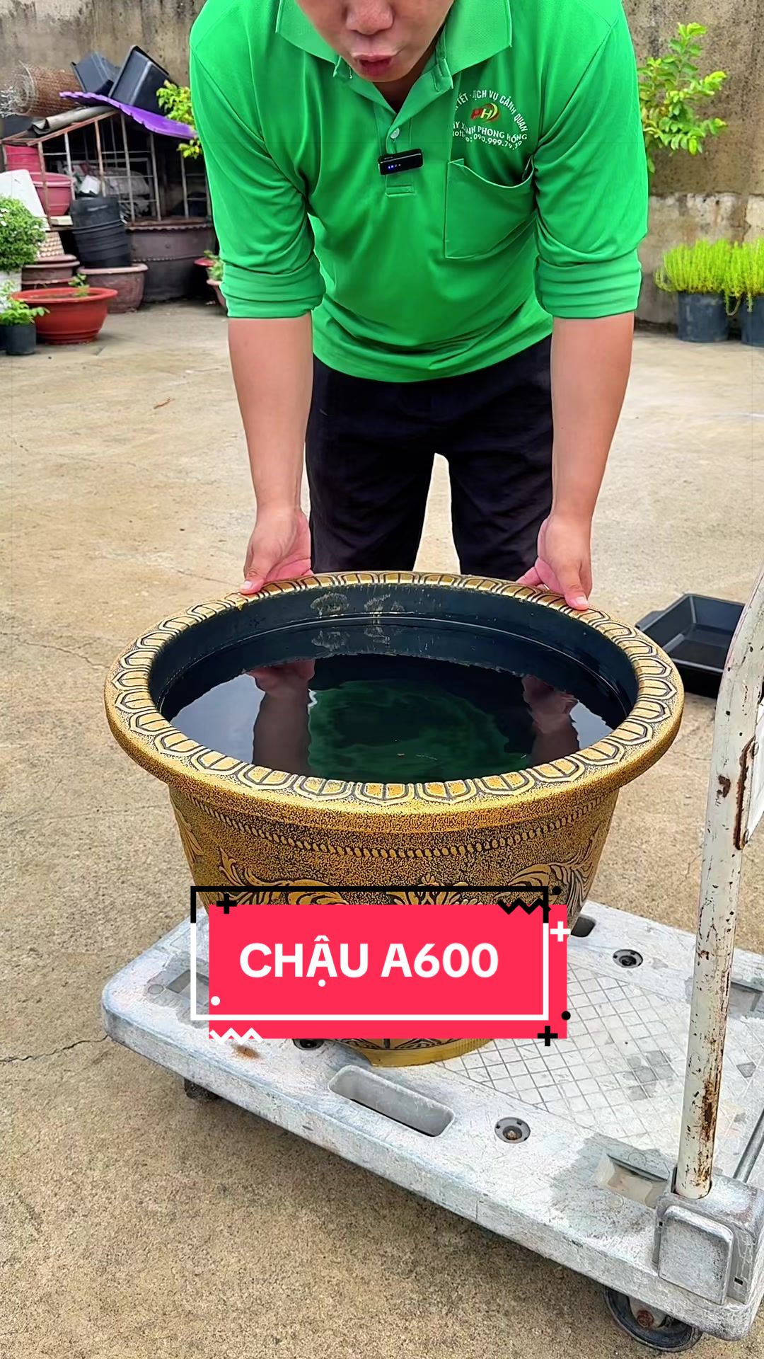 @C&acirc;y Xanh Phong Hồng