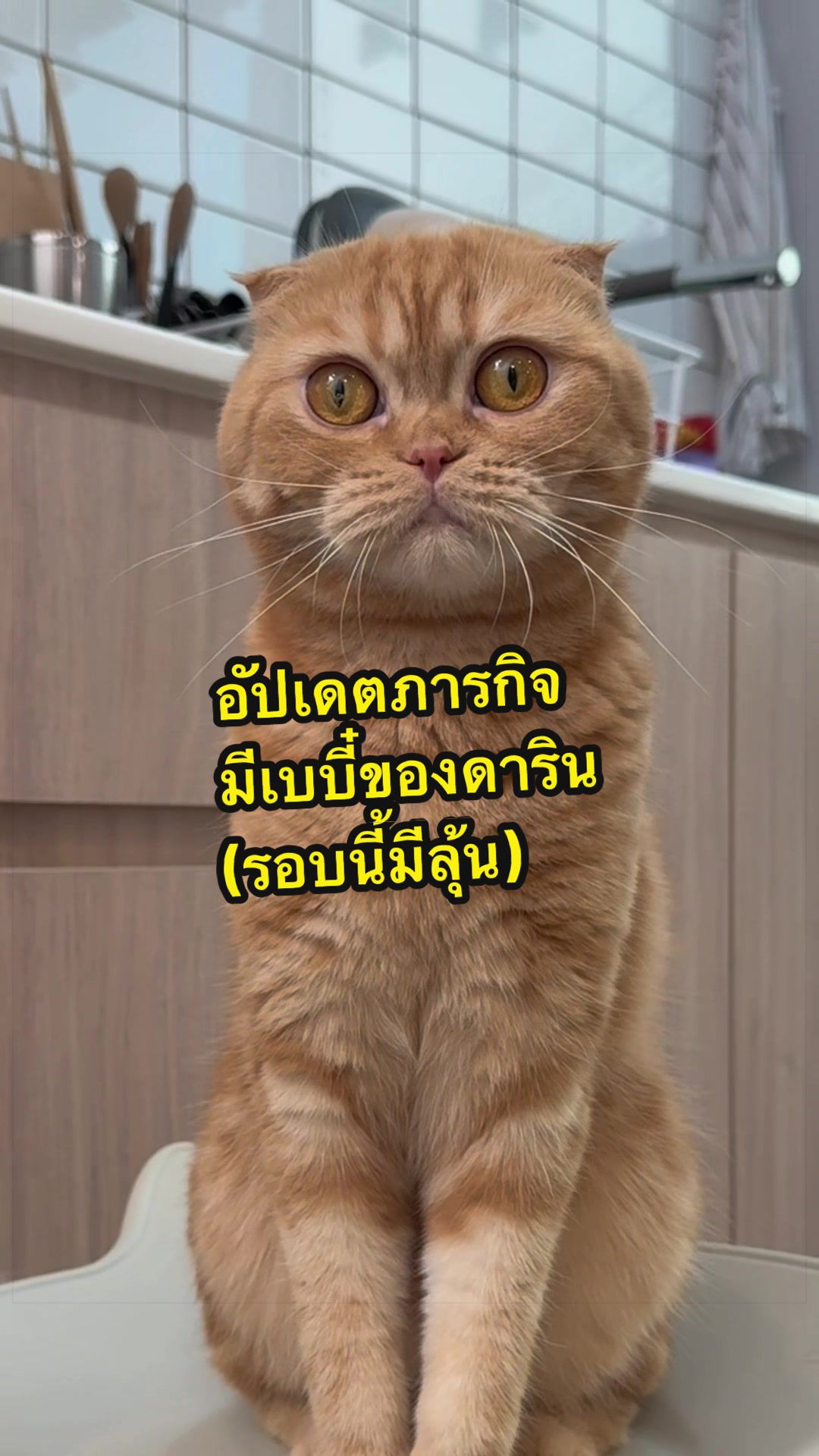 @เชอรี่ขืนใจแมว