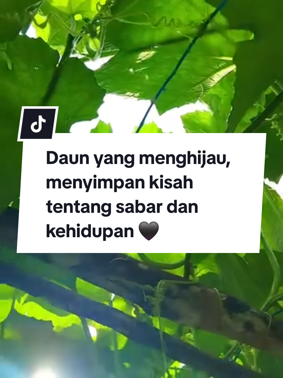 @Hayati Mummiey