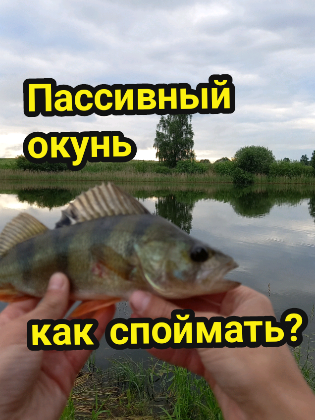 @TimaFish