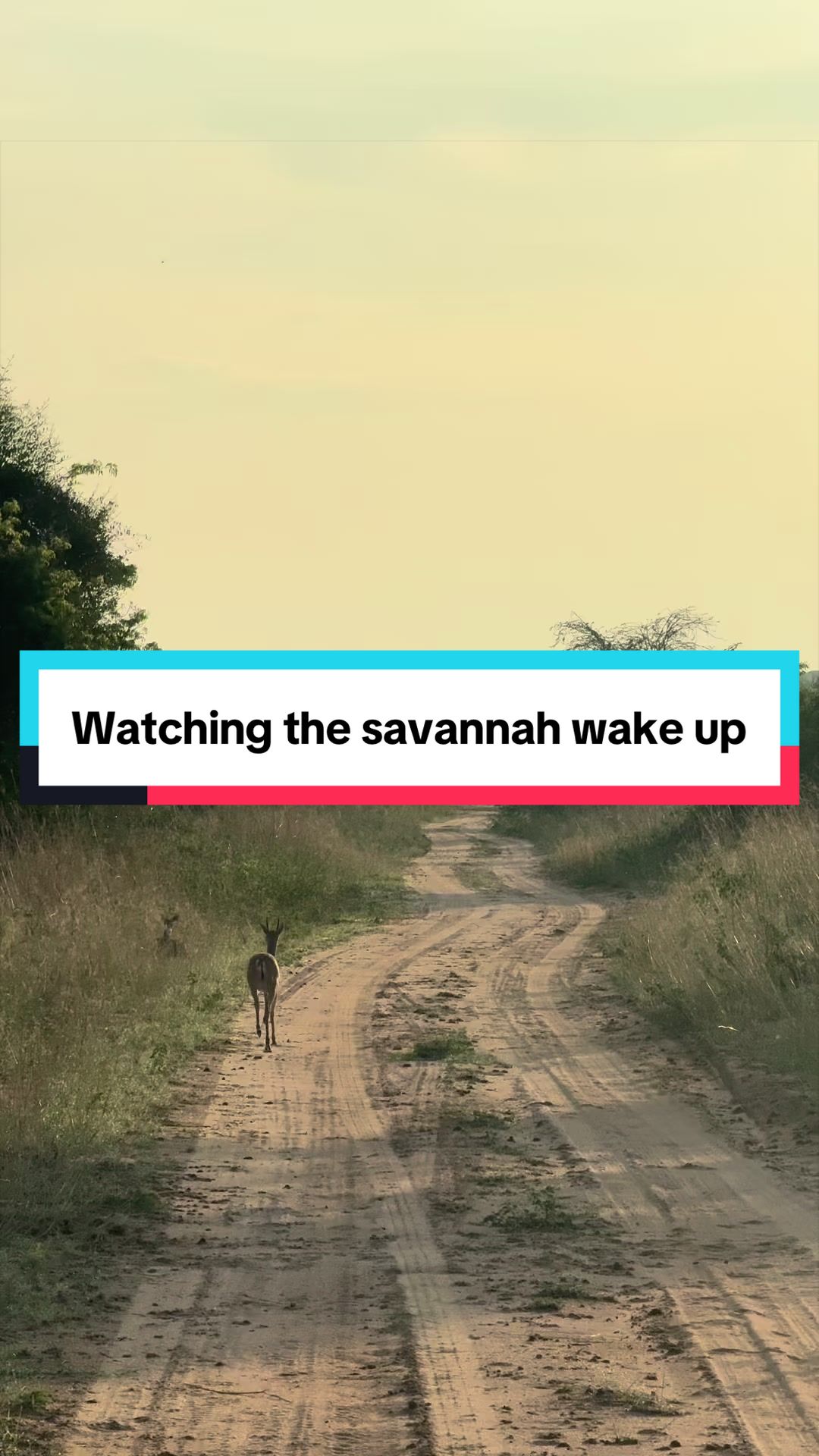 @Milana Tours and Safaris