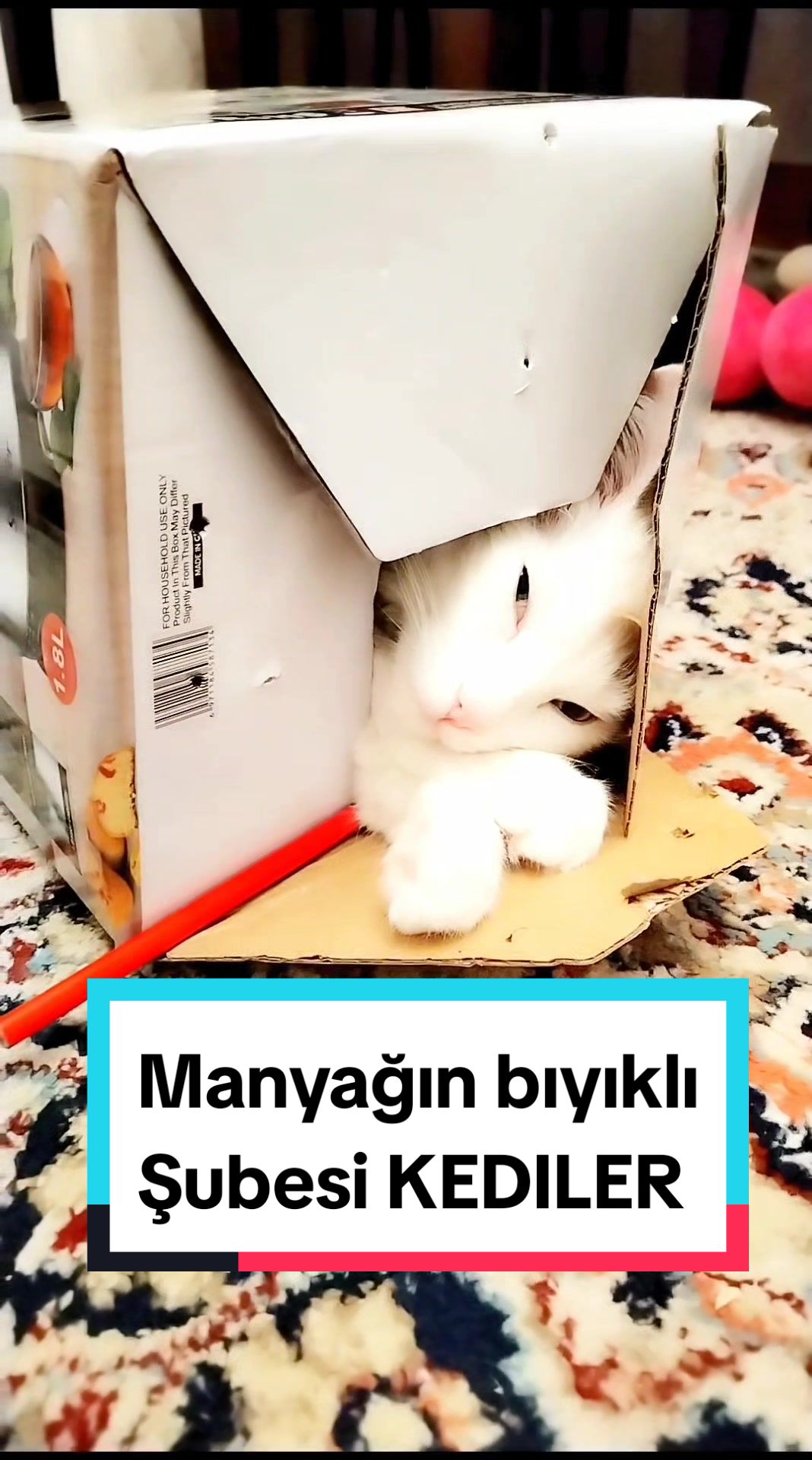 @Kedi_BULUT