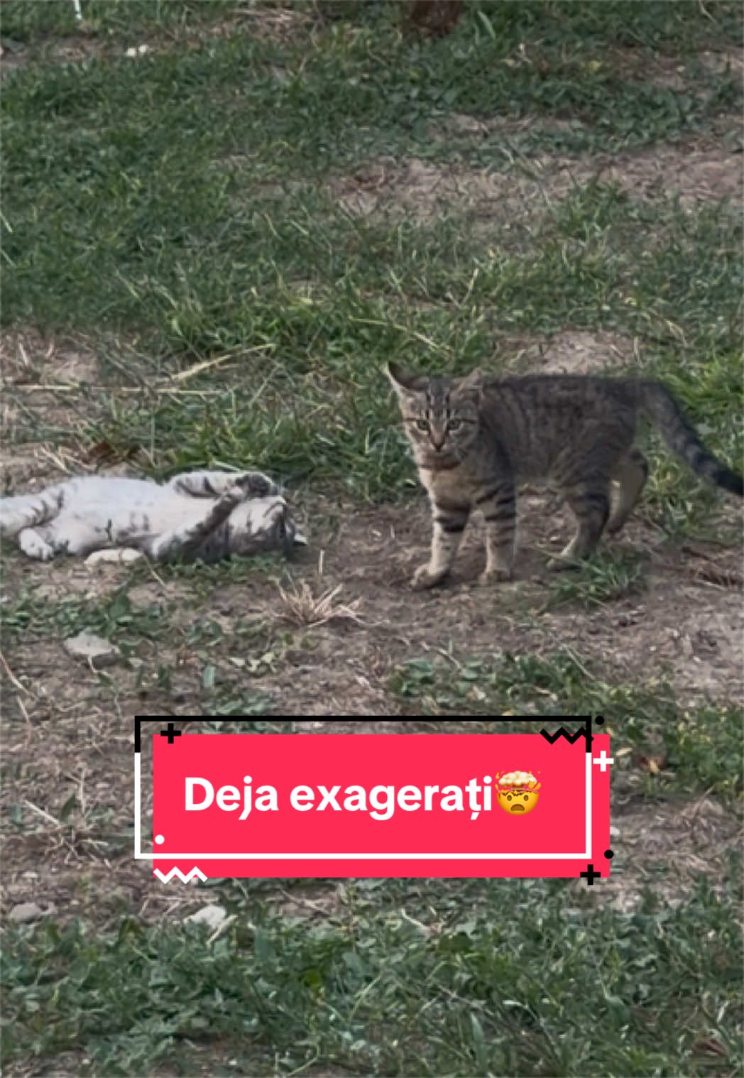 @Larisa🐾Taison