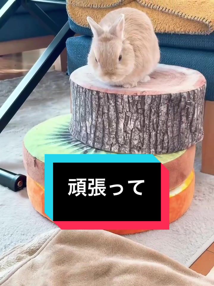 @うさぎのもちまる