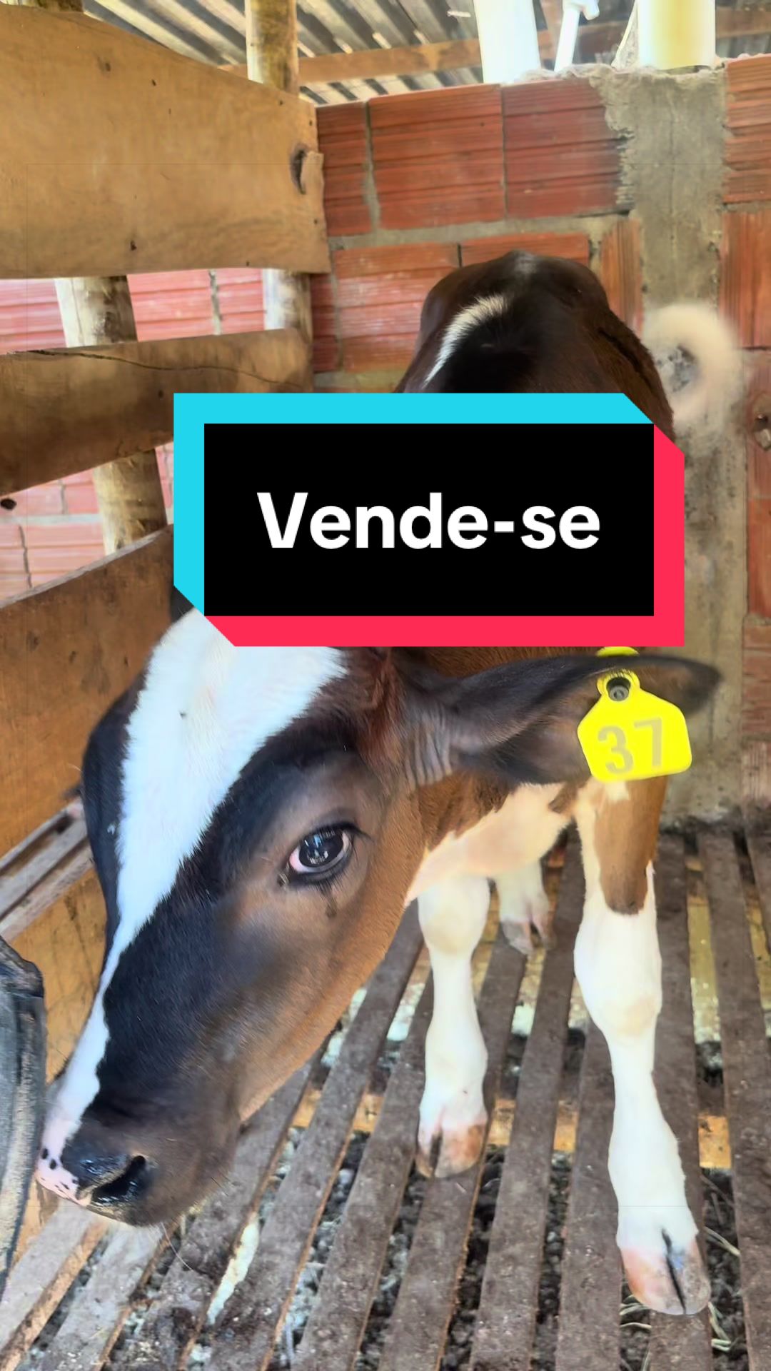 @jorgevianajr