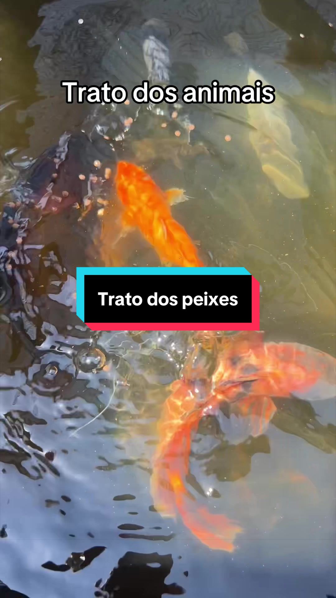 @Walter Fish