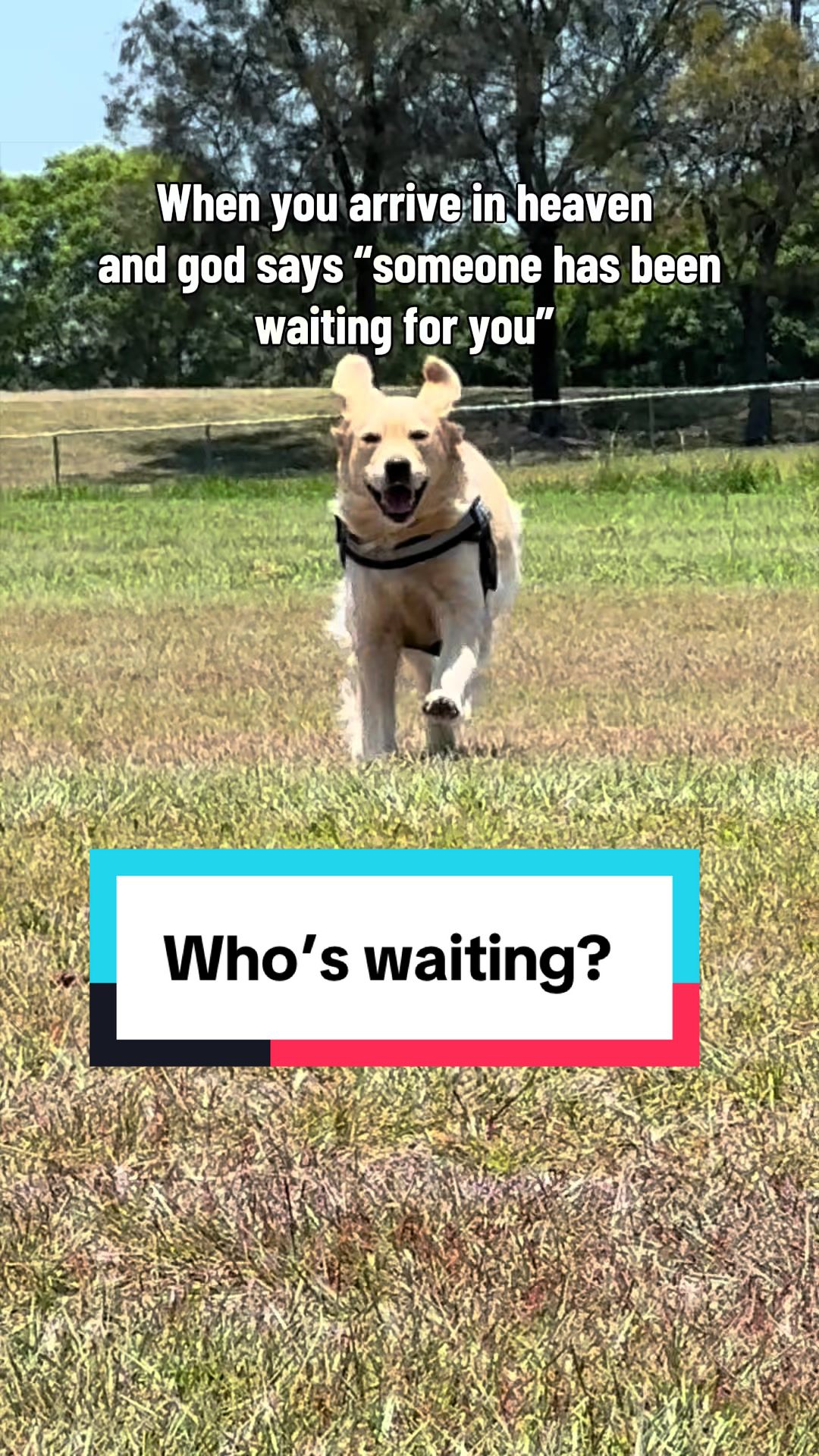 @3goldenretriever