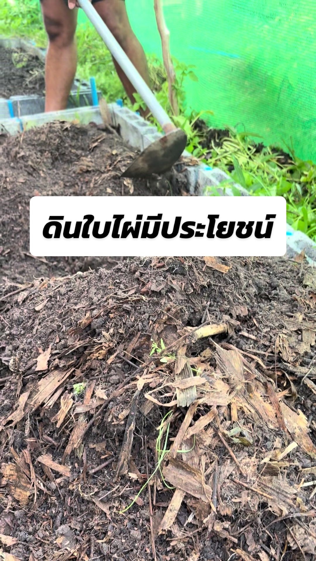 @ปลูกผักหลังเลิกงาน