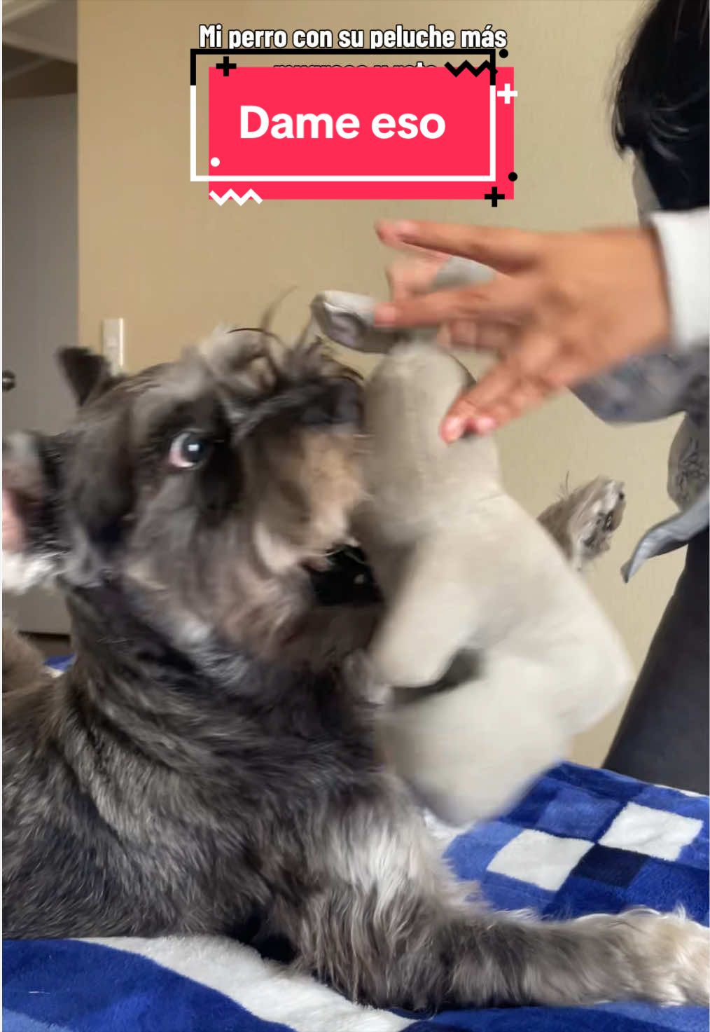 @lukah_schnauzer