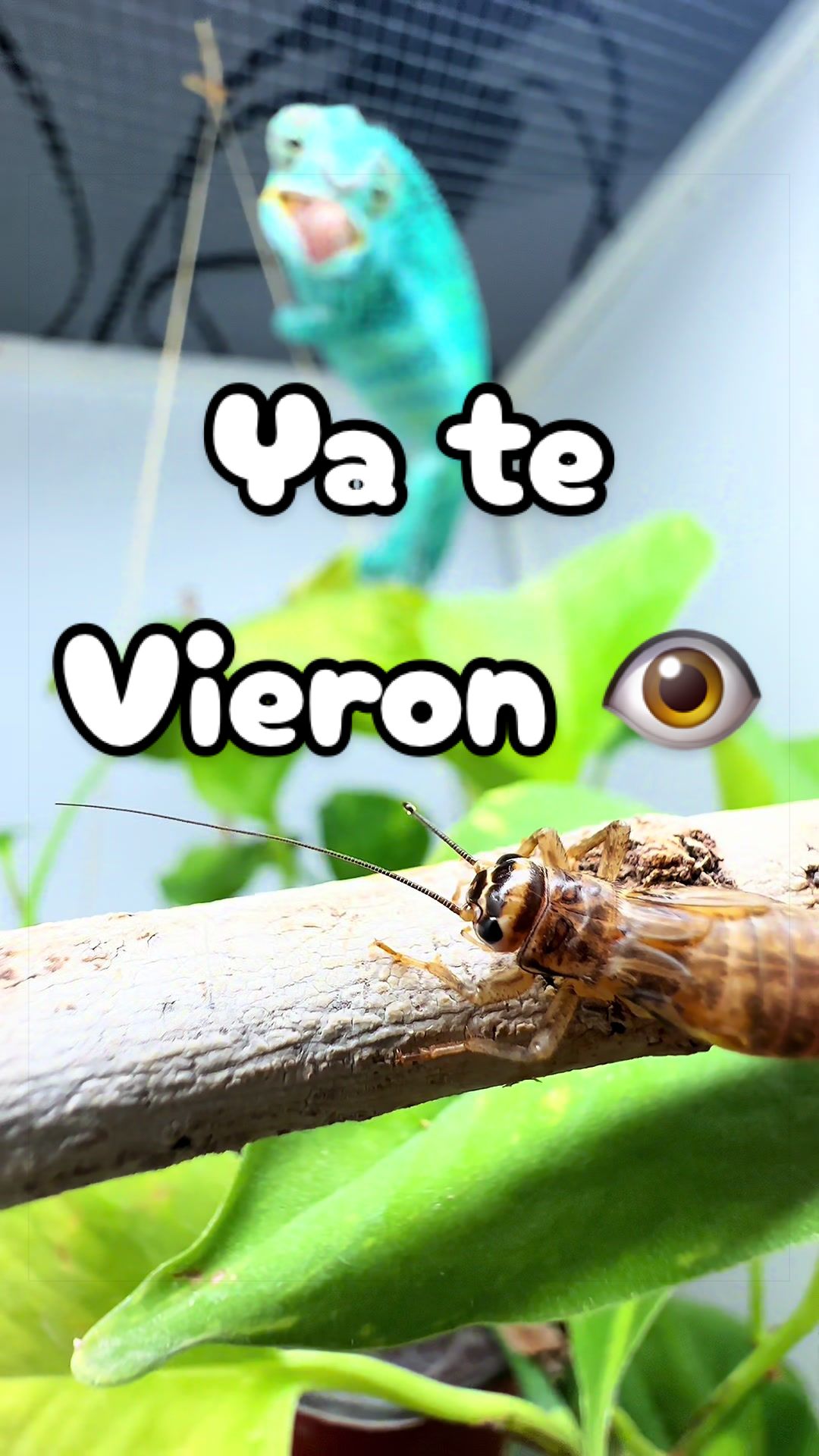 @ReptilMania