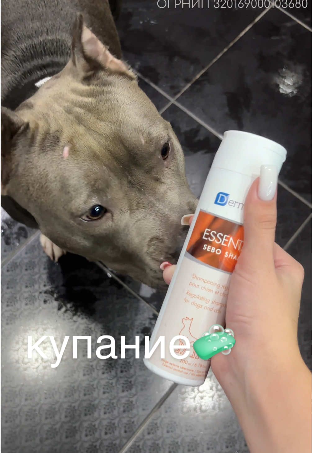 @🐶зᴧой ᴀʍᴄᴛᴀɸɸ⛓️💥