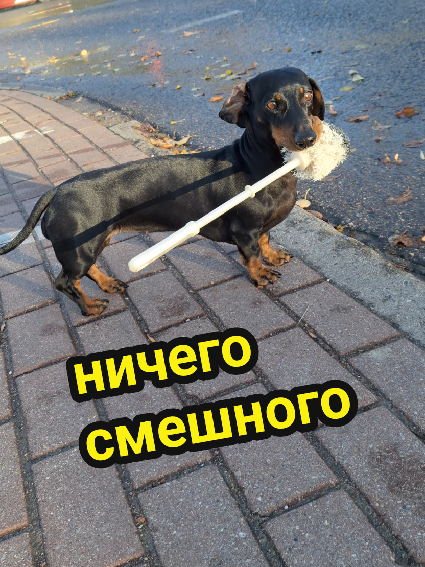 @ШПУЛЬКА. Весёлая такса!