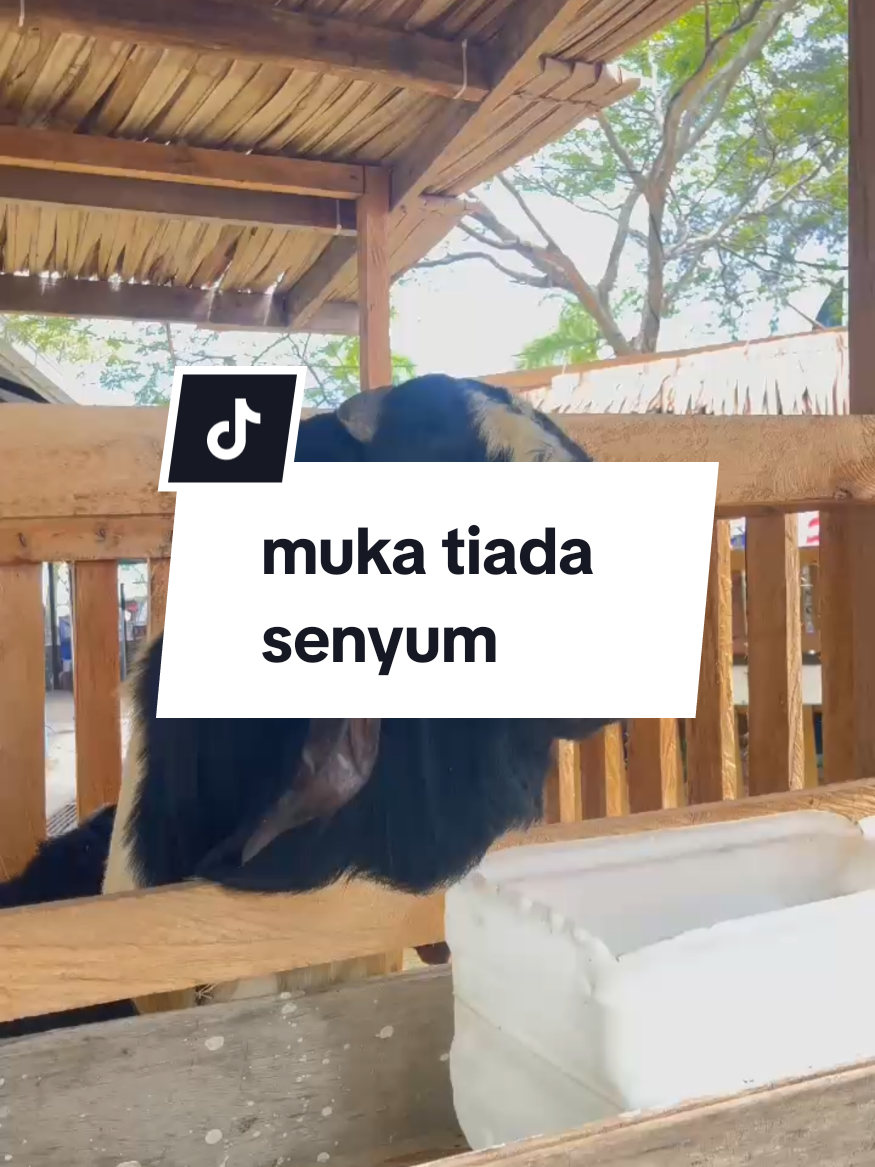 @Sophea