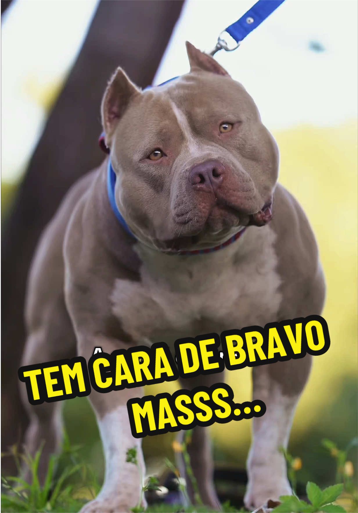 @Família Ragnar 🐶