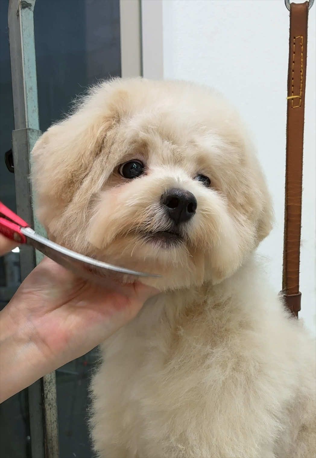 @ドッグアシル