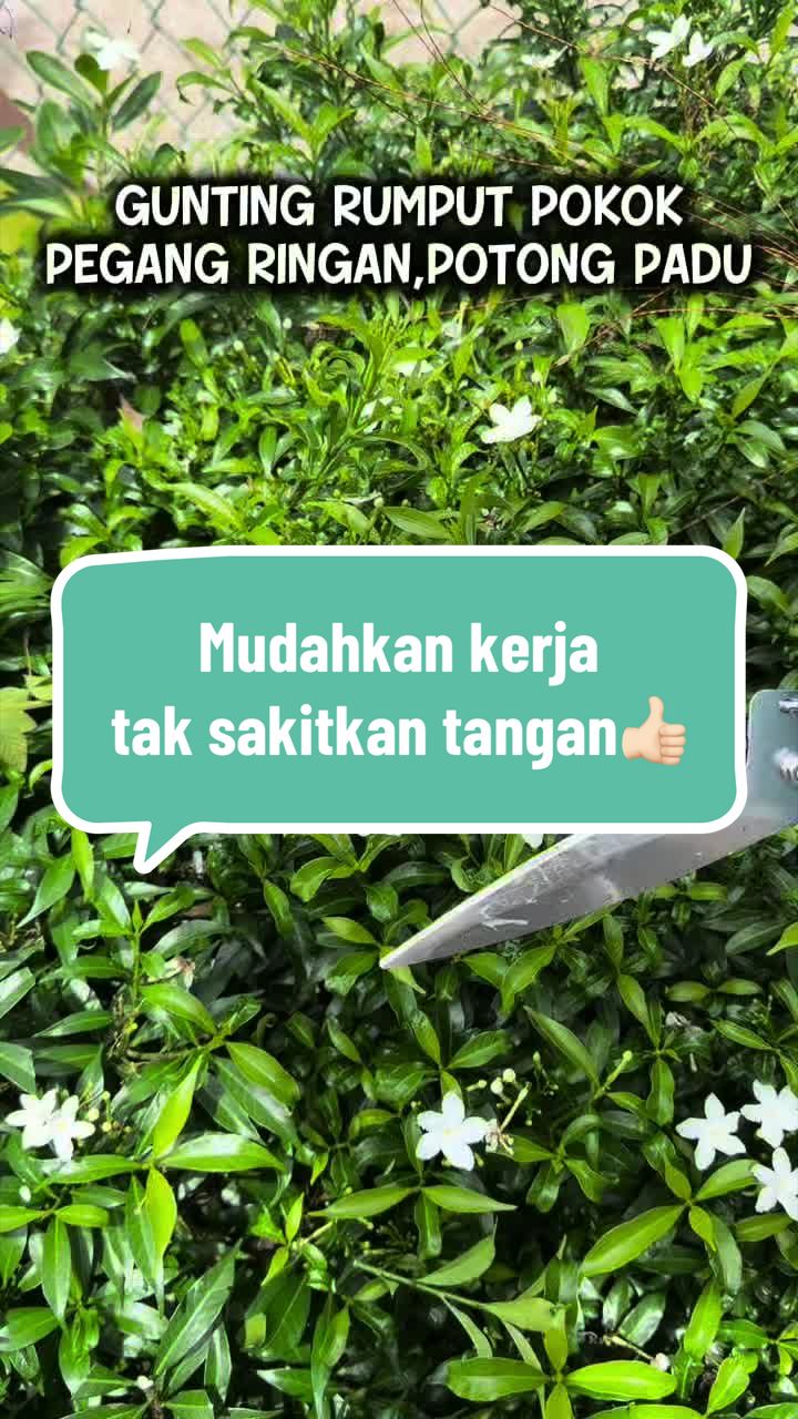 @Nurul Ain Ramly