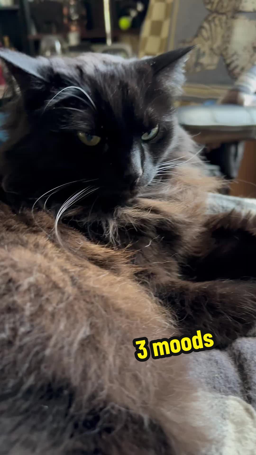 @Sir FluffyButt,the cat🇨🇦🇺🇦