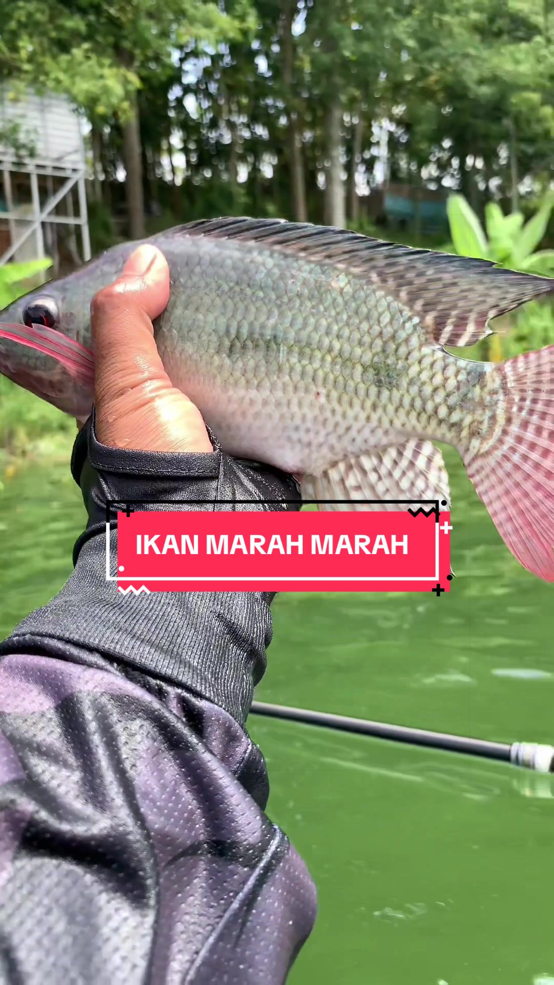 @MAFIA FISHING