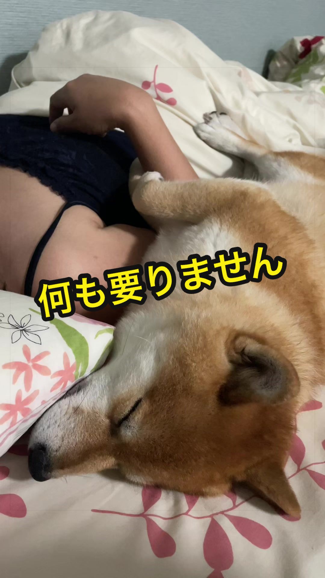 @特に柴犬が好きな人