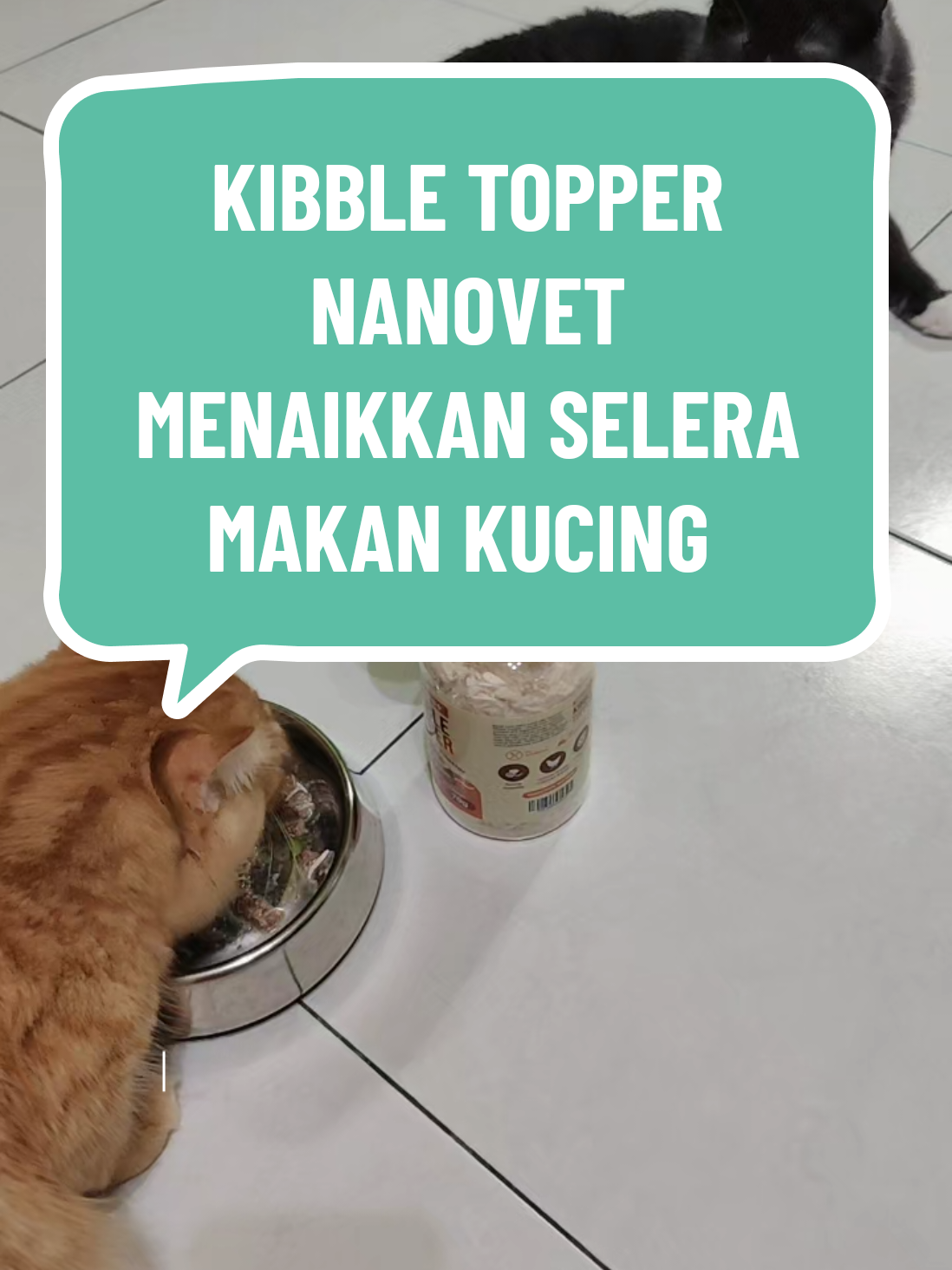 @Omma Kucing 🇲🇾🍉