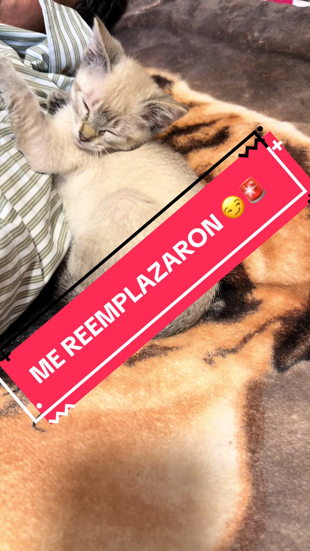 @Pugs en acción 🐶