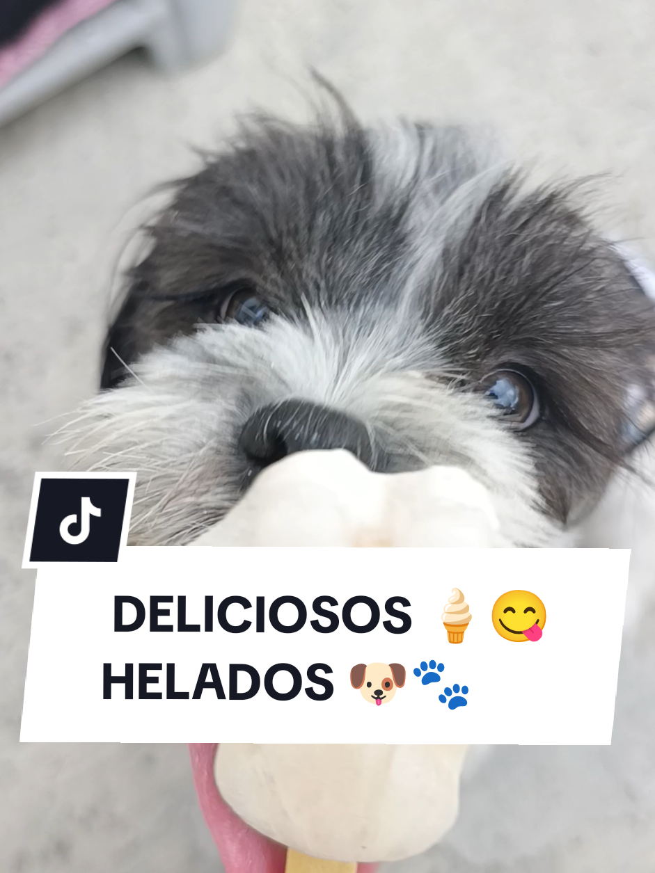 @Doggy Cream
