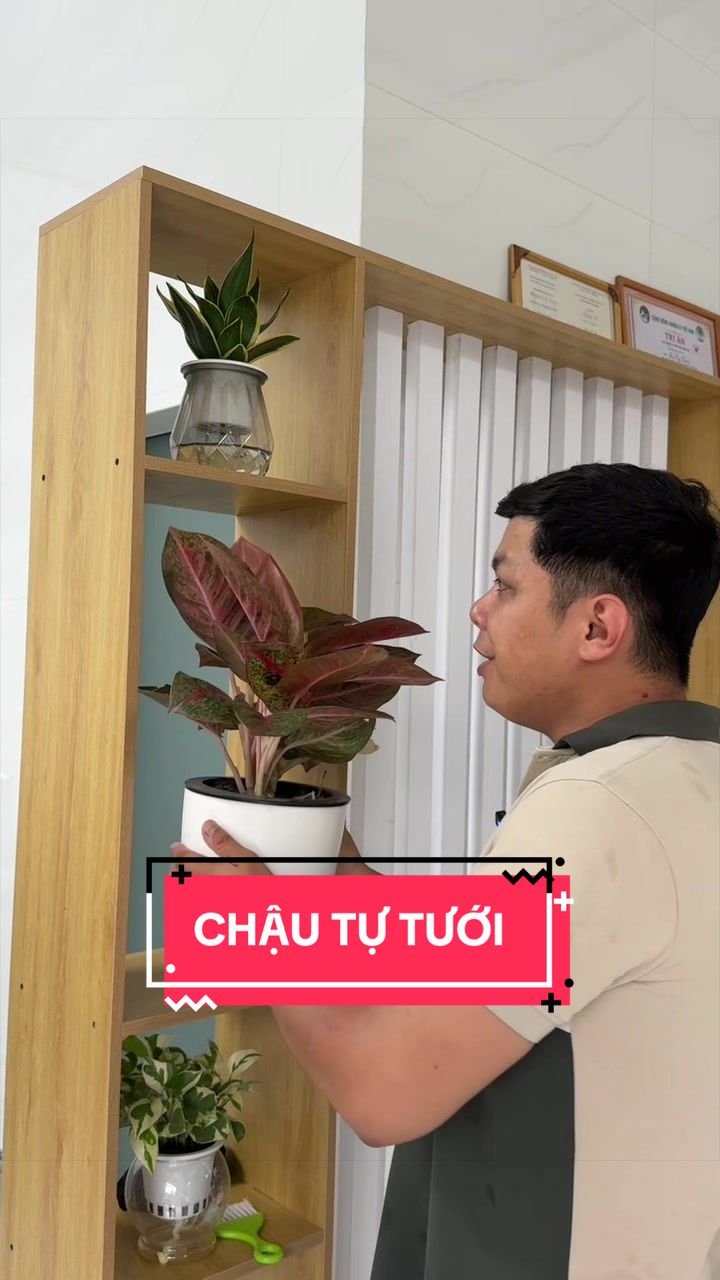 @Cây Xanh Phong Hồng