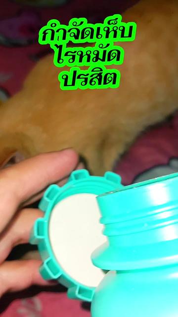 @ยุนอาร์ทาสแมว