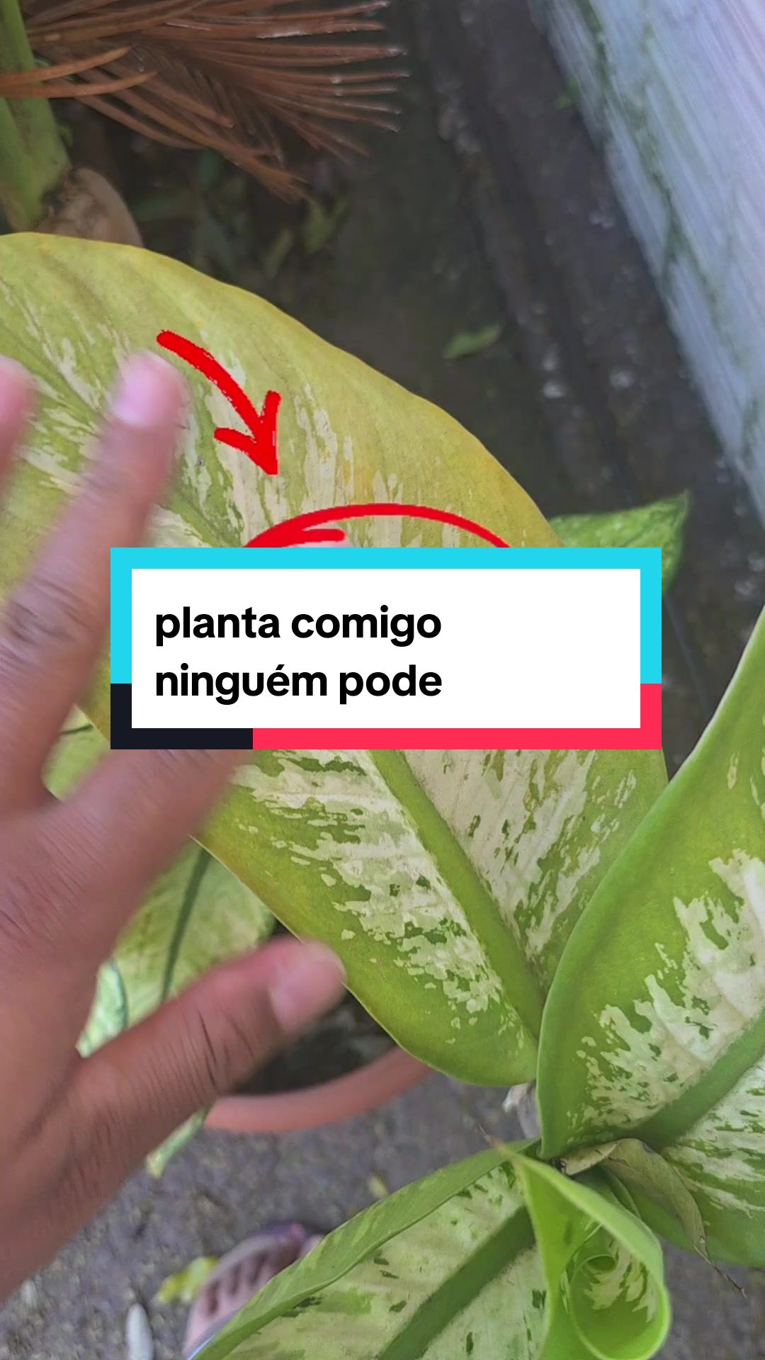 @Dicas e Receitas Naturais