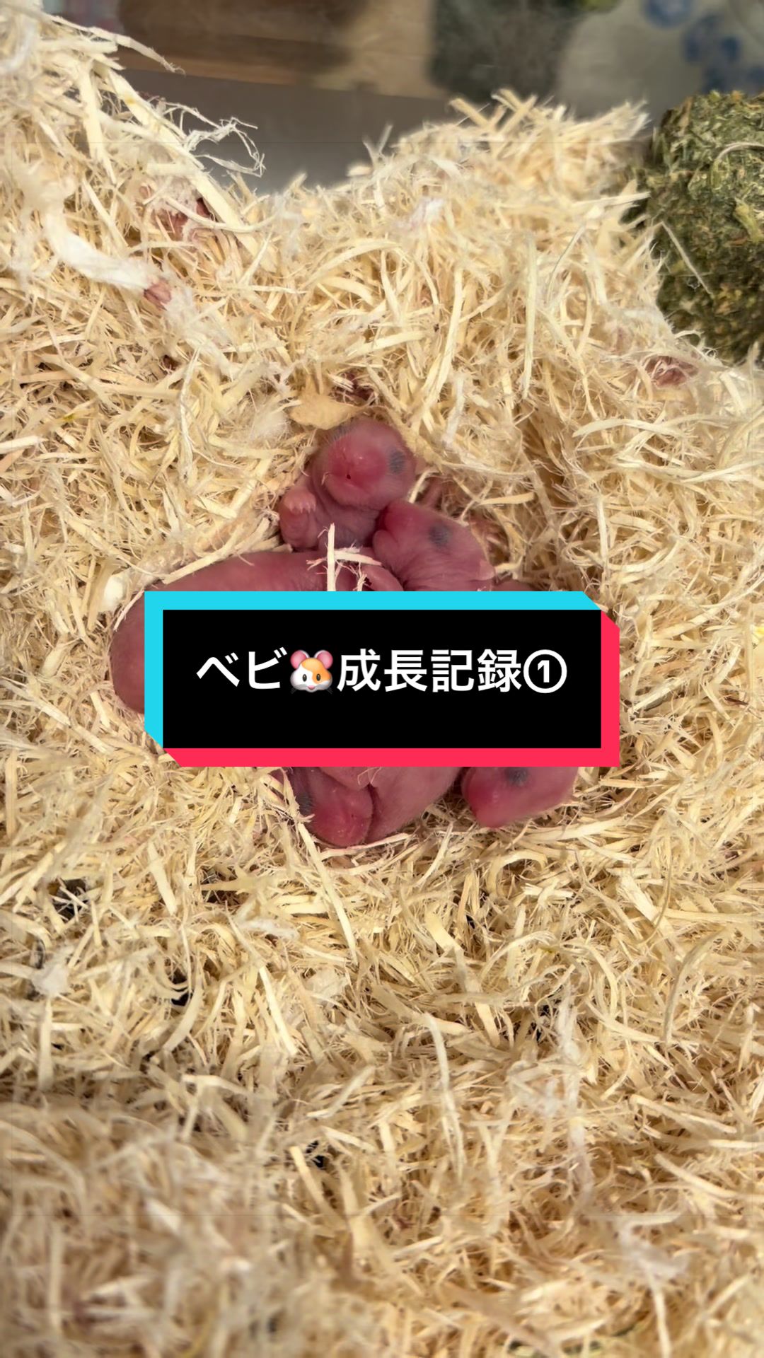 @ããð¹ð±ïœœïŸïŸïœ²ïŸïŸïœ°ïŸïŸåæŠâ€ïžð¥