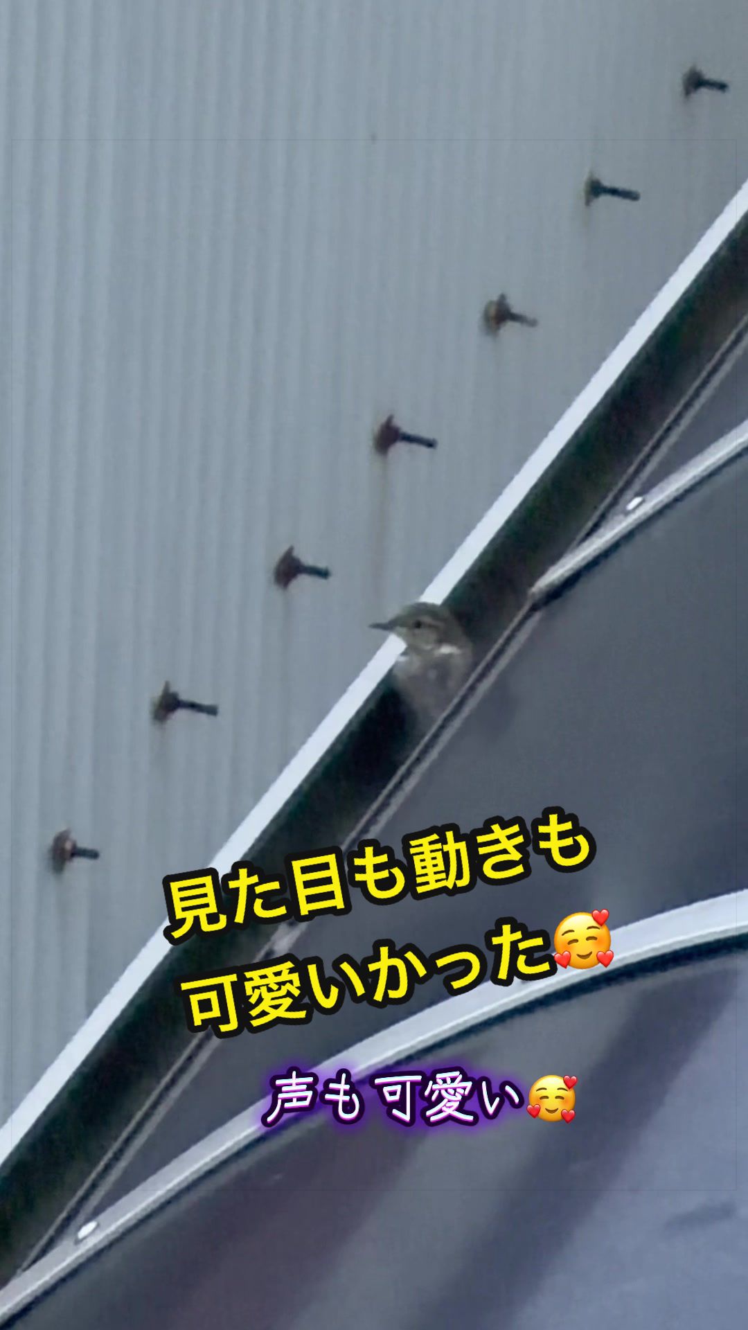 @✌︎·͜·(PᗜN)·͜· ︎︎ᰔᩚ