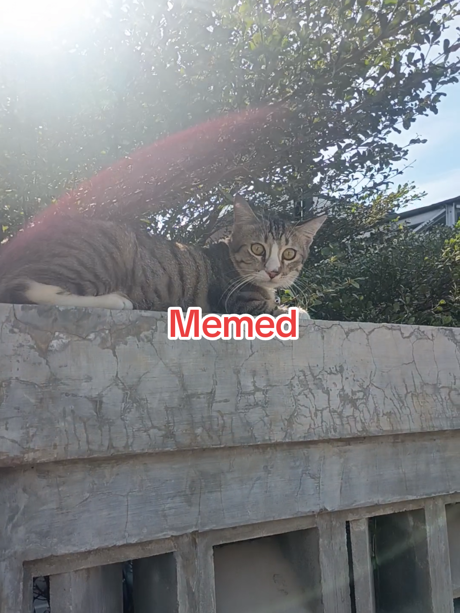 @Medayo Petcare