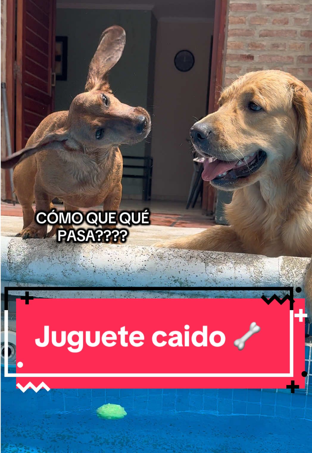 @🐶CharoyCoco🐼