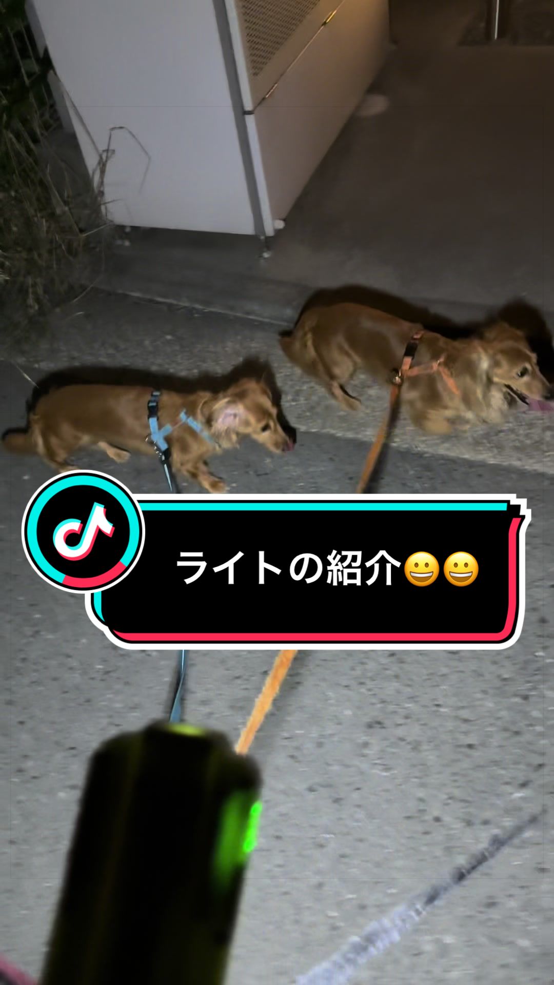@ダックス愛好家(ワンワンパパ)
