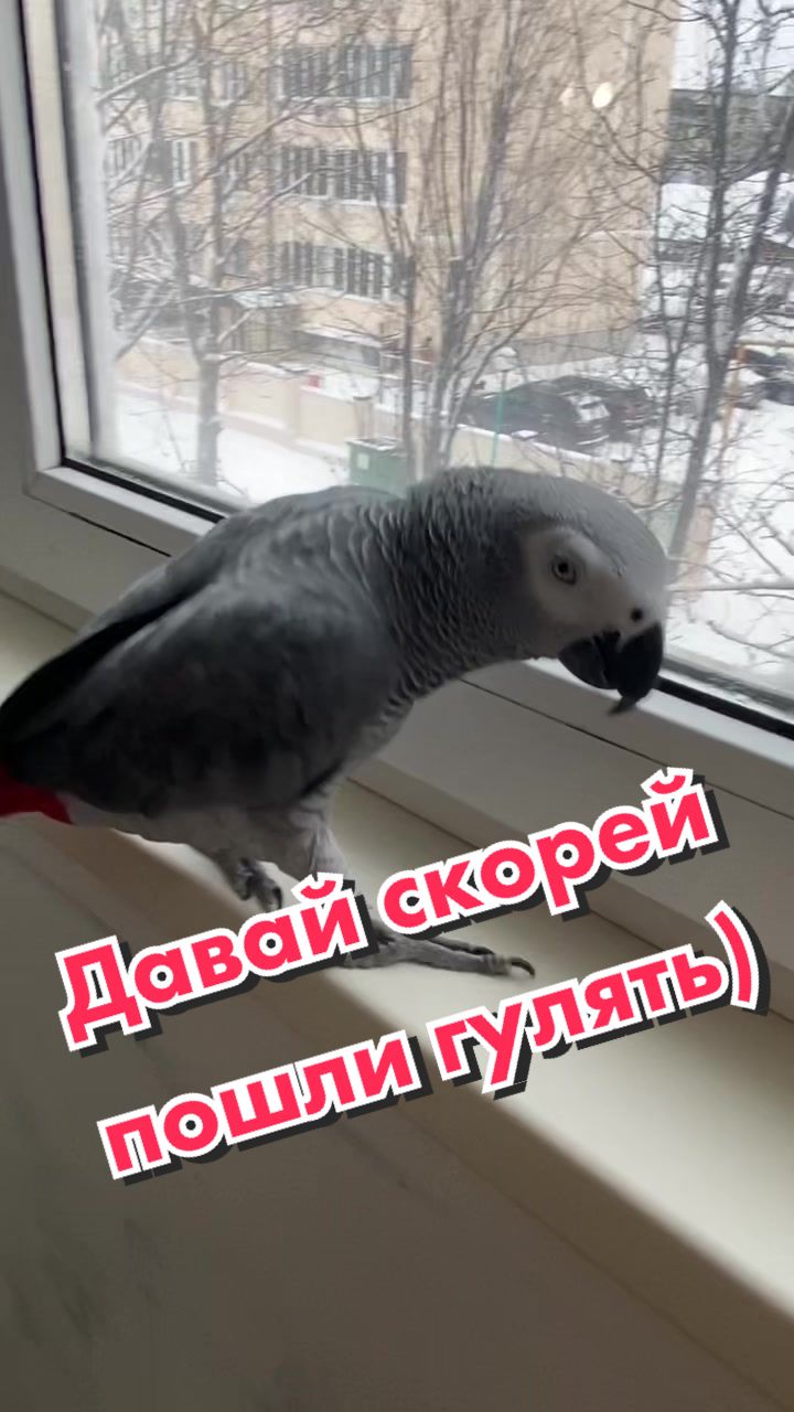 @Жако Кира