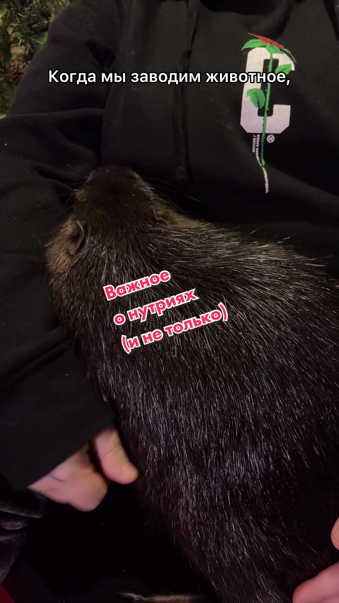 @Пафнутрий