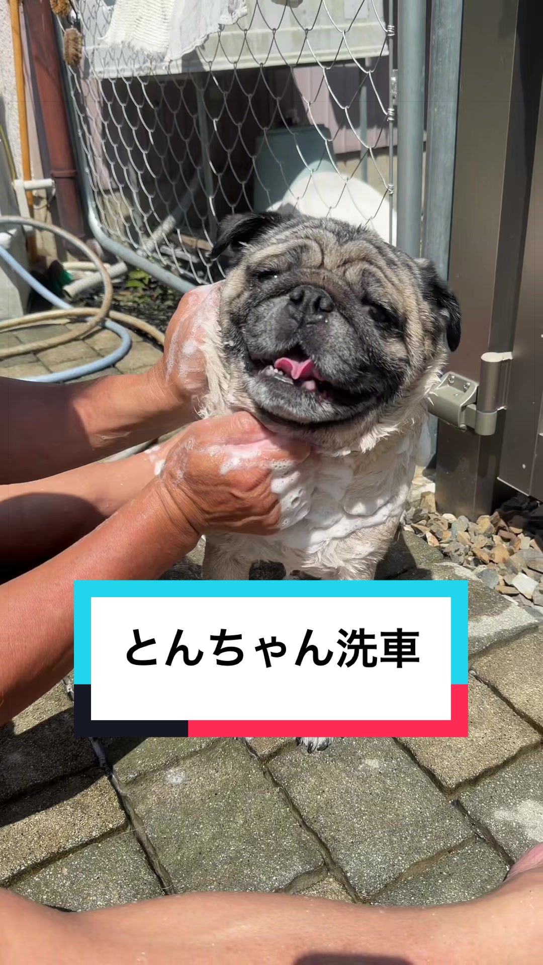 @🐶とん&ぺっぺこぺー🦊