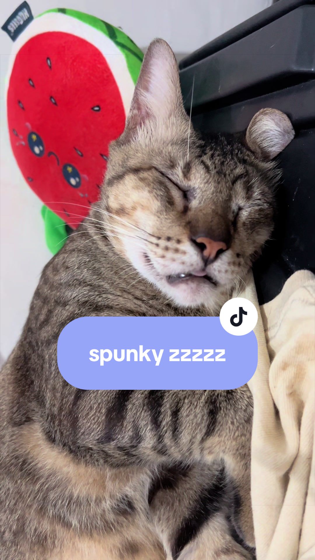 @17meows