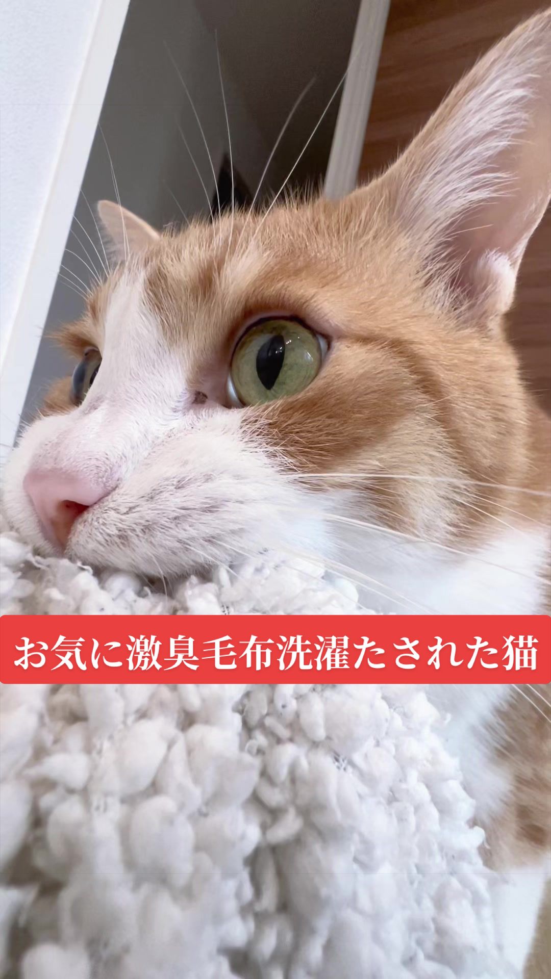@みーこchannel
