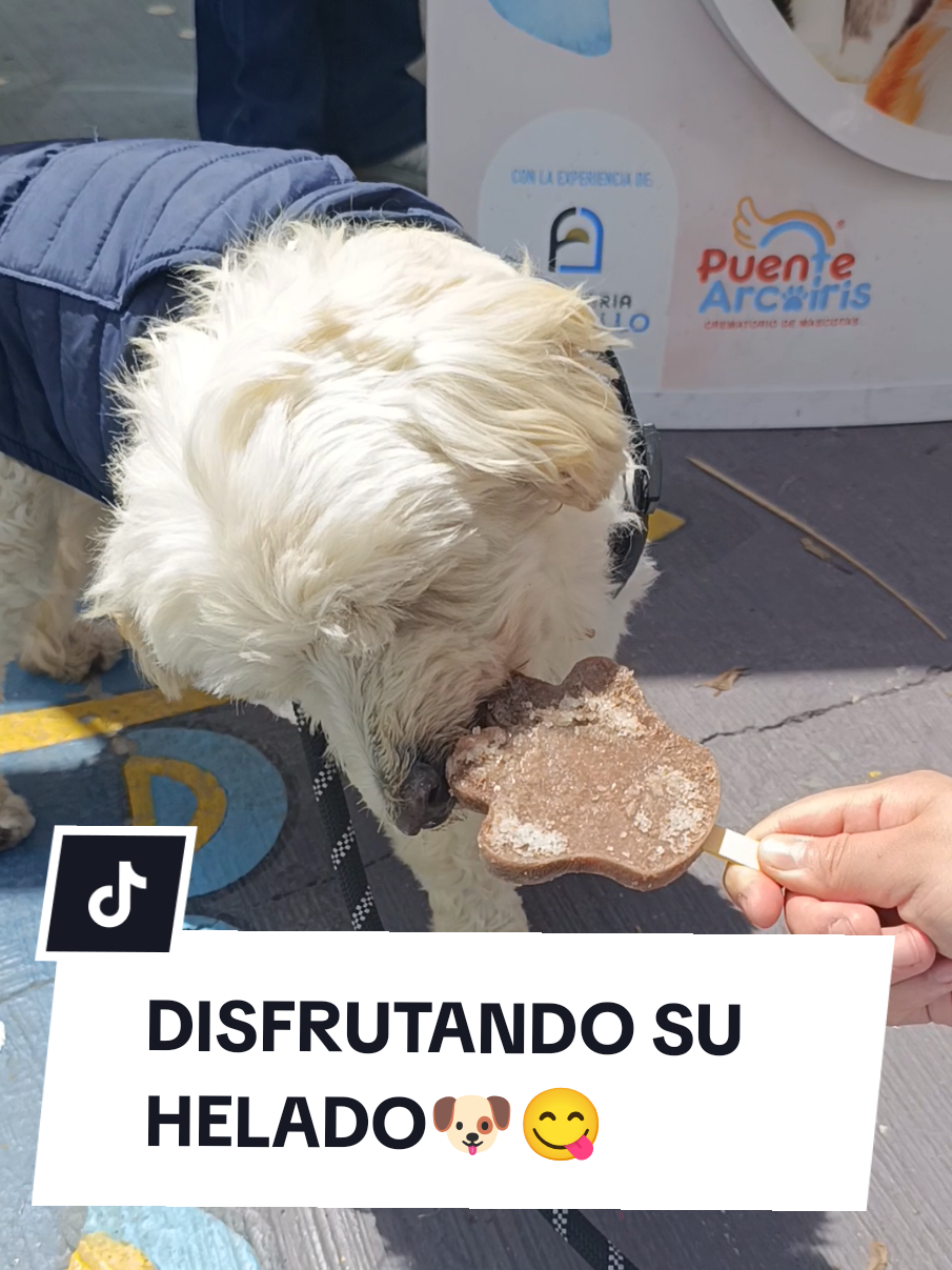 @Doggy Cream