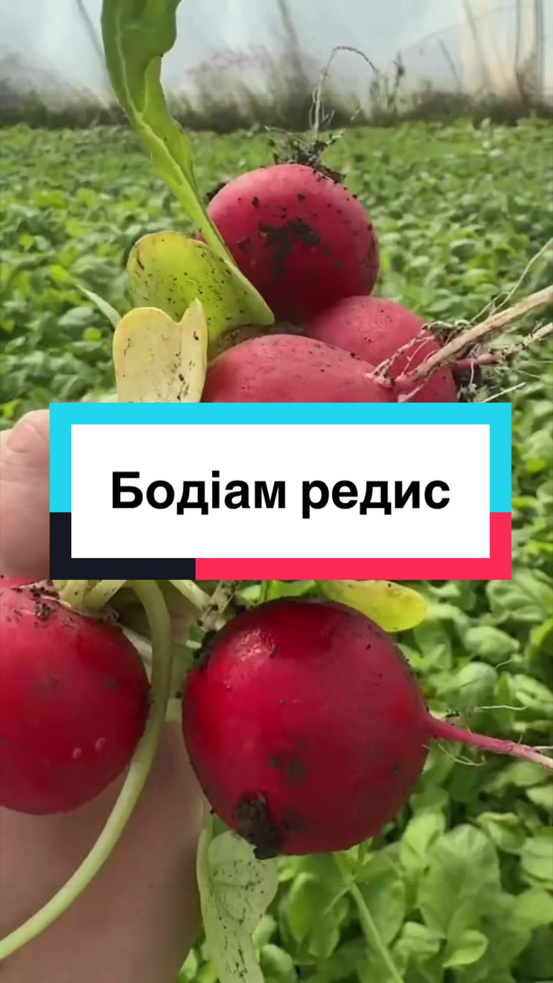 @Золотий Гектар|Насіння,Добрива