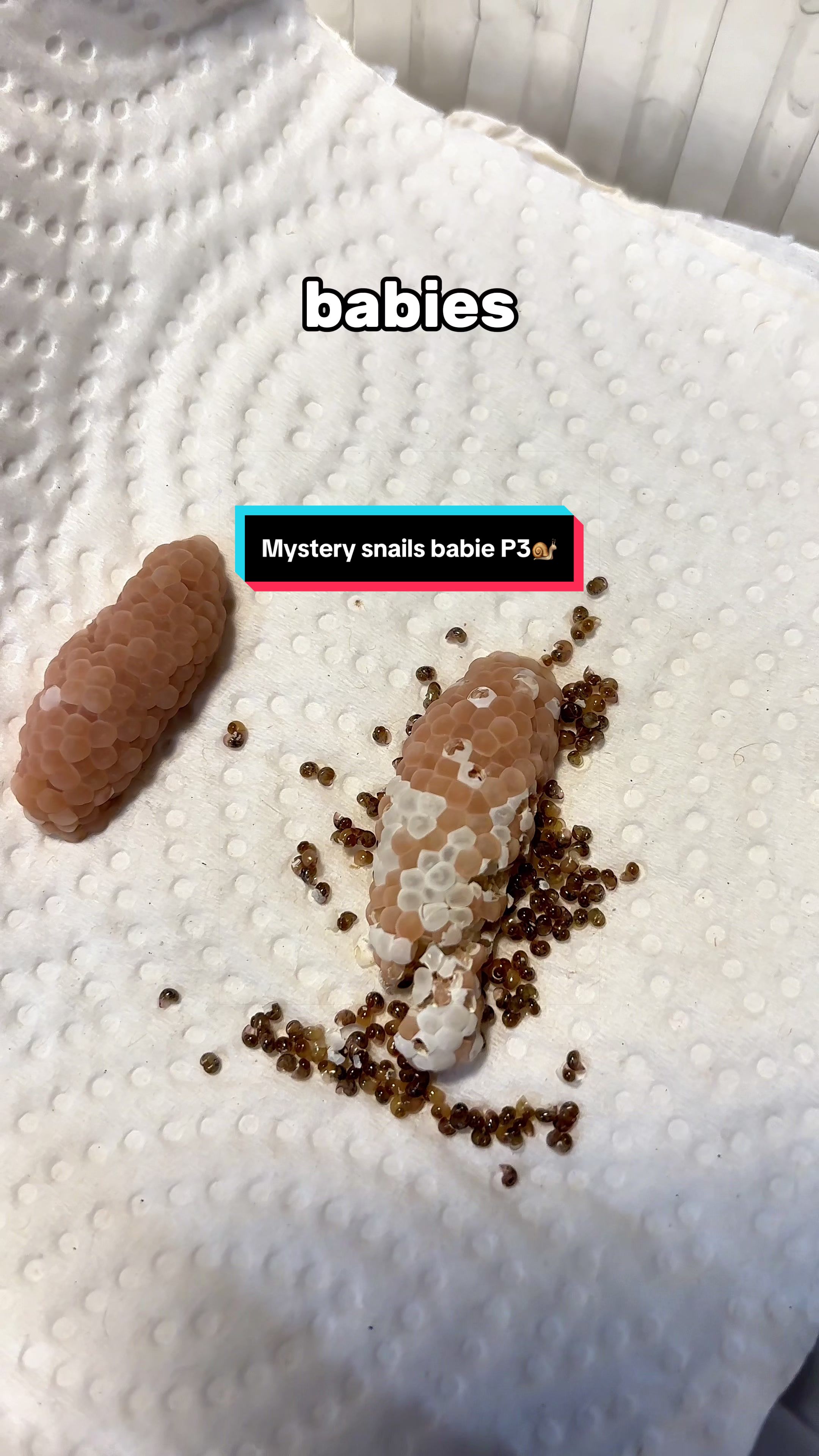 @ShrimplyTheBest