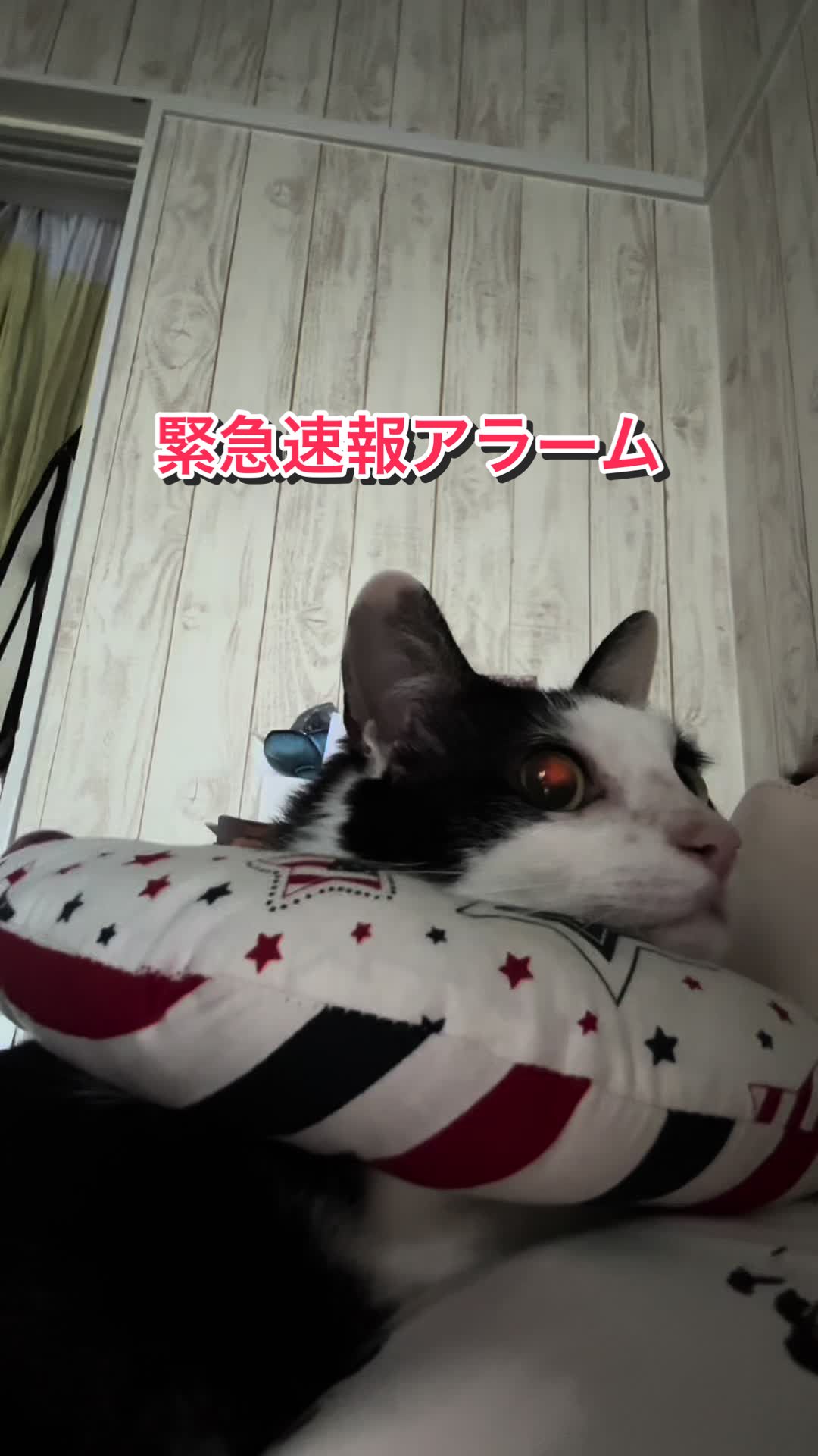 @陸丸 Rikumaru