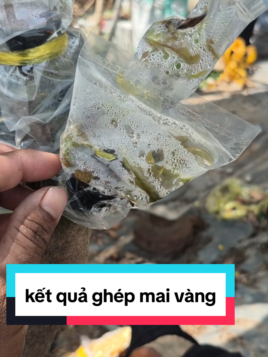 @Văn Long
