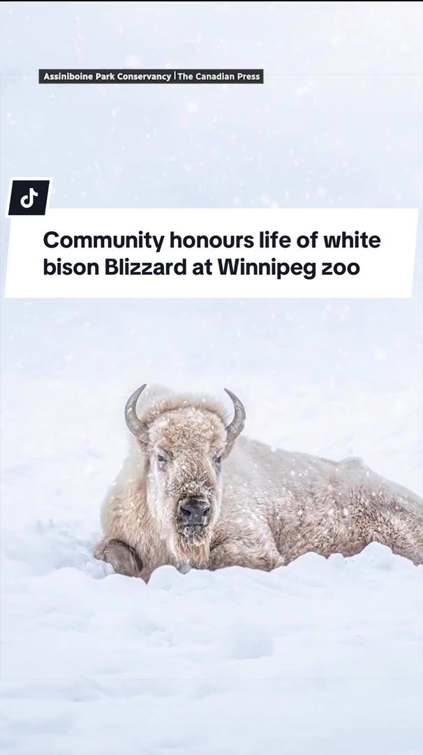 @CBC Manitoba