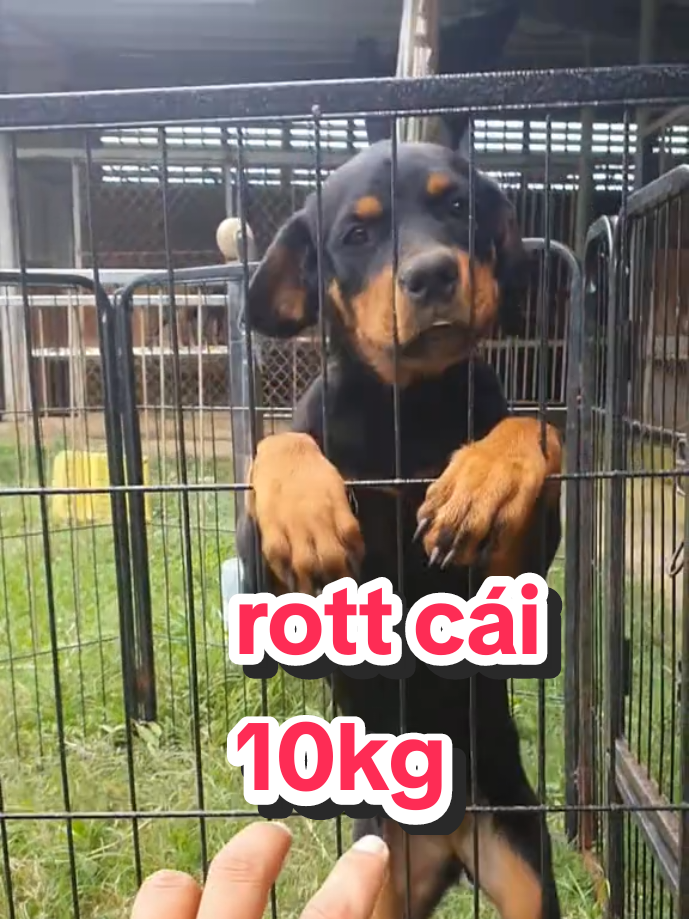 @Trại Chó Út Sáu