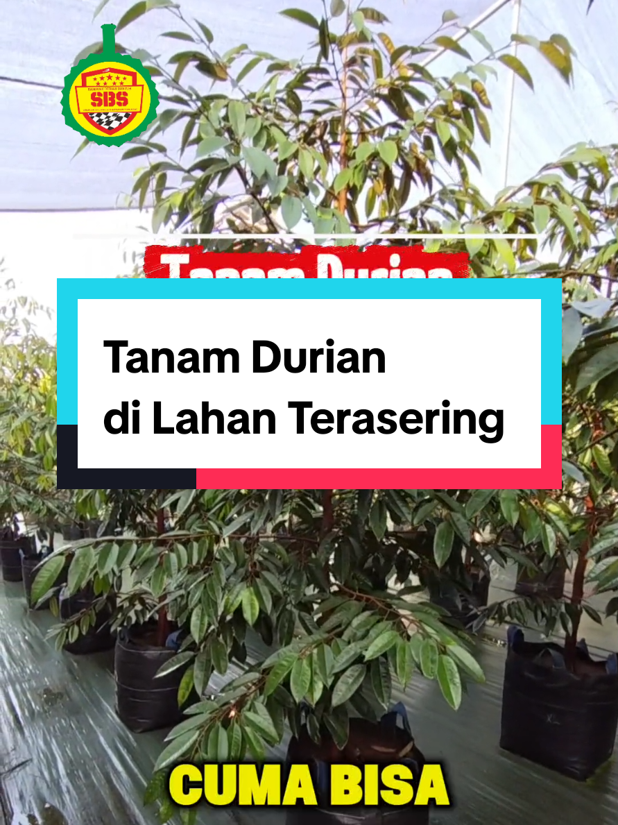 @Produksi Buah_SBS